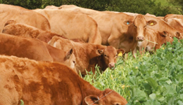 Webinar: Utilising the Recommended Grass and Clover Lists for reseeding
